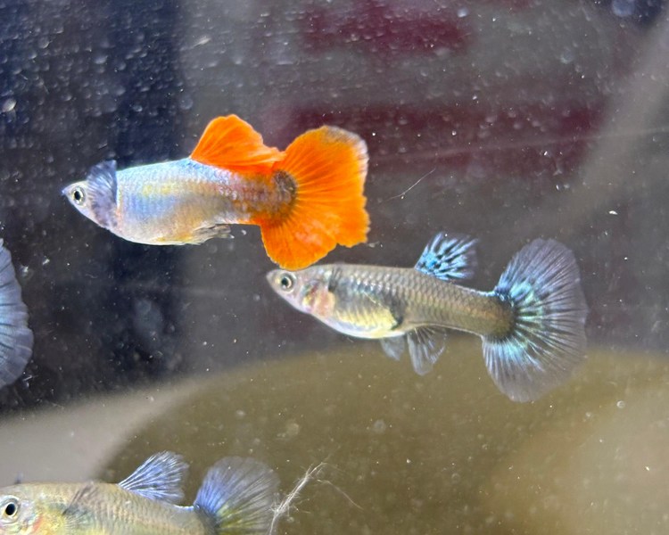 Dumbo Platinum Ear Red Tail Guppy Pair ~ 2.5-3cm